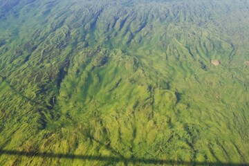 Underwater Moss