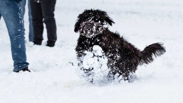 young dog black labradoodle has fun in the fresh white snow
