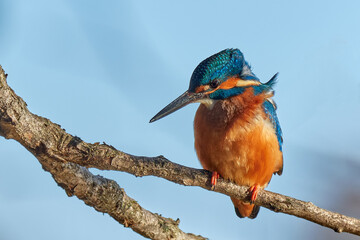 Kingfisher bird male sitting motionless on a twig. Front view, closeup. Blurred light blue background. Genus species Alcedo atthis.