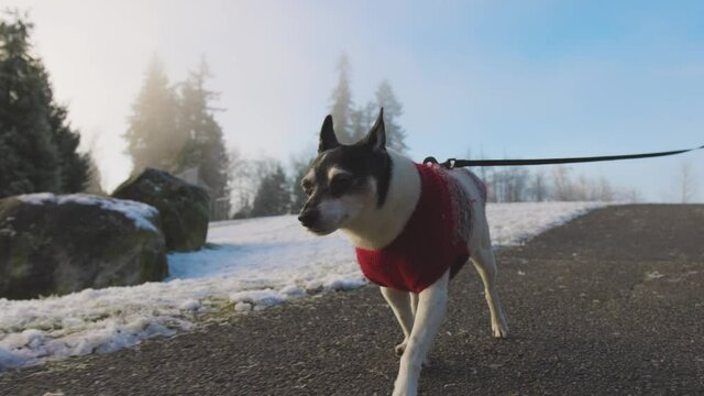 Cute Little Dog, Toy Fox Terrier, Walking on a leash with her owner. Taken in a Park during a sunny winter morning in Fraser Heights, Surrey, Greater Vancouver, British Columbia, Canada. Slow Motion