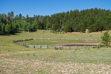 Cattle Grazing