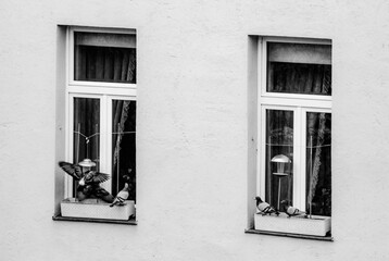 old window with shutters and birds