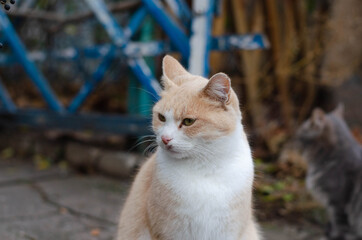 Ginger street cat is sitting. Yard abandoned cat.