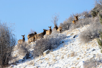 Herd of Rocky Mountain Elk
