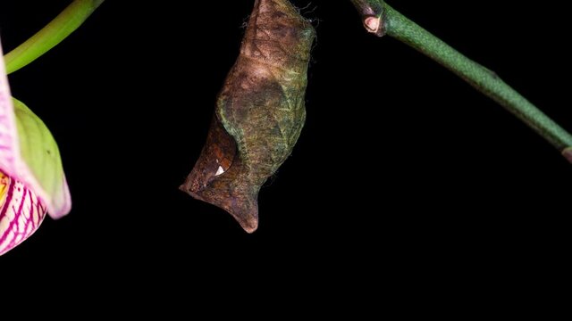 the process of emergence of Owl butterfly from the pupa, time lapse, the butterfly is born from the pupa and shakes its wings, cognitive and educational aid, macro photography