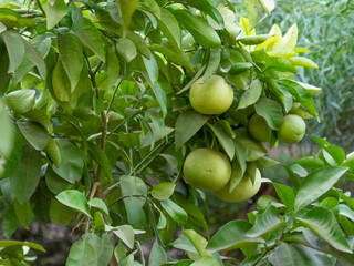 Unripe grapefruits on a branch in the garden