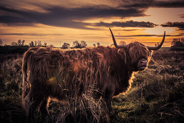  Scottish highlands bull cows in a Dutch nature reserve, in Dinteloord. photo taken 16-12-2020