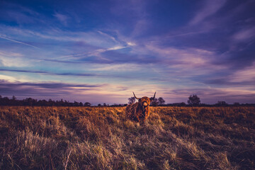 Fototapeta premium Scottish highlands bull cows in a Dutch nature reserve, in Dinteloord. photo taken 16-12-2020