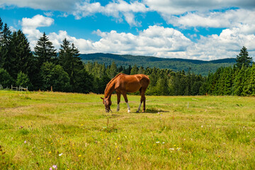 Beautiful horse eating grass on the mountain meadow