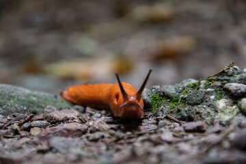 Big orange snail in the forest.
