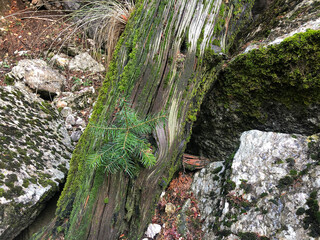 the struggle and survival of a pine sapling on the trunk of a dead tree