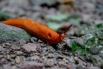 Big orange snail in the forest.