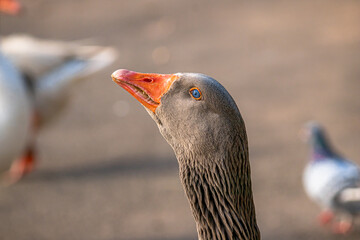 Portrait of a goose