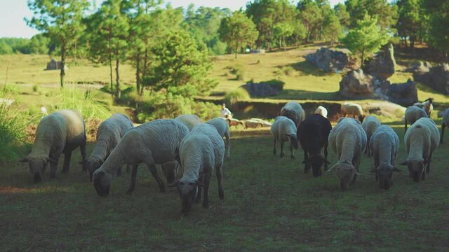 Grabaci&radic;&ge;n de algunas ovejas caminando y pastando en el bosque, una hermosa vista de las ovejas en su h&radic;&deg;bitat comiendo tranquilamente