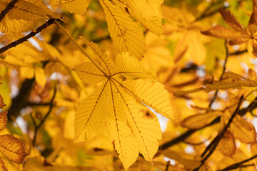 Branches of chestnut with bright yellow autumn leaves, close-up, background