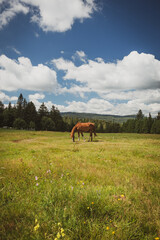 Fototapeta na wymiar Beautiful horse eating grass on the mountain meadow