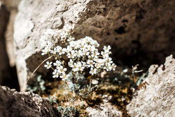 Alpenflora, weiße Blumen