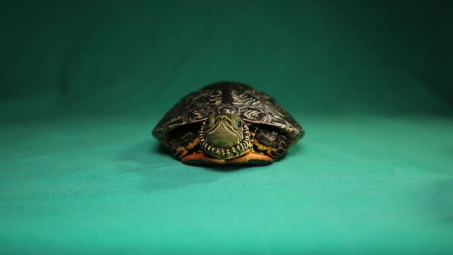 turtle isolated on a green background.
terrapin coming out of its shell and walking off!
Caspian turtle or striped neck terrapin (Mauremys caspica).
reptile, tortoise, reptiles, animal, pet, wildlife