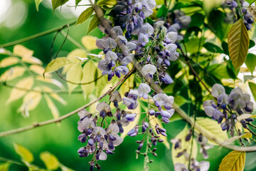 Close-up of wisteria flower