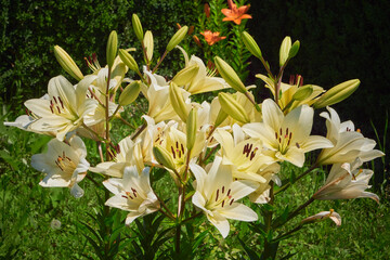 Royal lily flower ( Lilium regale )