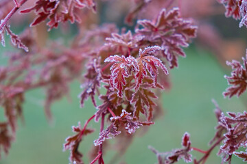 Frozen Acer palmatum dissectum red leaves with ice crystals on a blurry green background