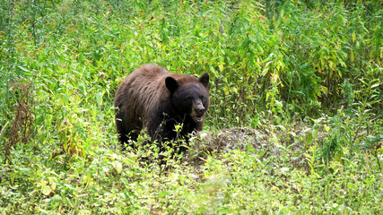 front view of a black bear feeding in a meadow at yellowstone national park in wyoming