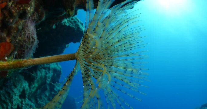 tube worm underwater swing fan worm relaxing ocean scenery 