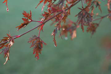Acer palmatum dissectum red leaves with rain drops on a blurry green background
