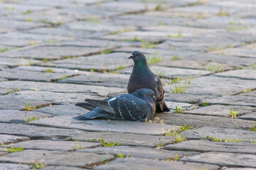 Two pigeons are on the paving stones next to each other.
