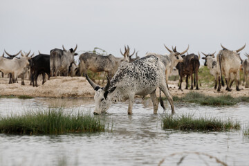 a herd of cows and bulls sees water from a pond