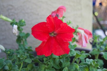 red hibiscus flower