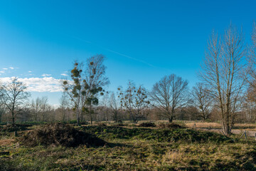 Mistletoe trees in winter
