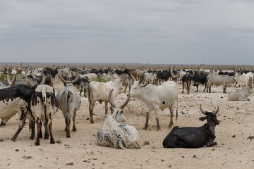 a herd of cows and bulls gathered at a green oasis in the desert