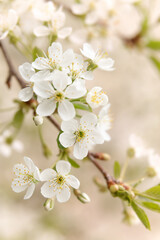 Obraz na płótnie Canvas Background of cherry blossom; spring flower with blurred background