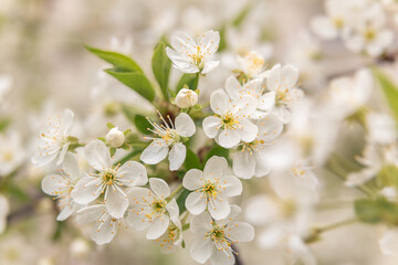 Obraz premium Cherry blossom om the blurred background