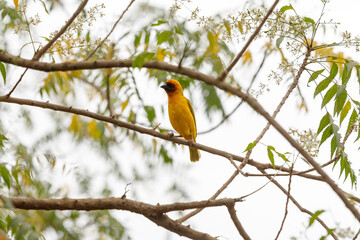a little bird sits in a tree and sings a romantic song