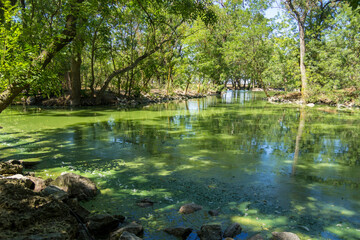 Lake for birds in the Natural reserve Askania Nova in Ukraine on a sunny day. Panorama of the mirror water surface of an artificial pond covered with green algae and duckweed. Stagnant green water.