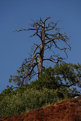 stands a lone tree by a rock and green leaves