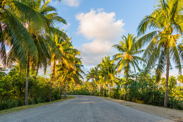 Fototapeta na wymiar palm trees on the road