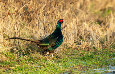 Melanistic, Mutant, male pheasant with greenish-black iridescent plumage, facing right in natural arable field habitat during Winter. Scientific name: Phasianus colchius.  Horizontal, space for copy.