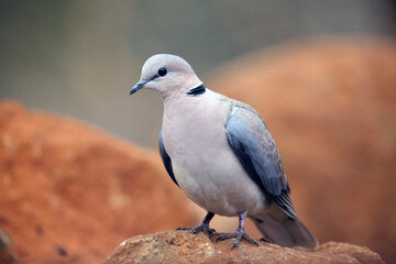 The ring-necked dove (Streptopelia capicola), also known as the Cape turtle dove with brown backgound.