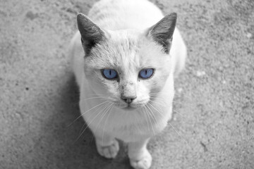 Cat black and white with blue eyes