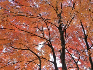 紅葉