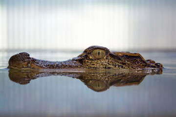 Little crocodile and his twin(reflection)