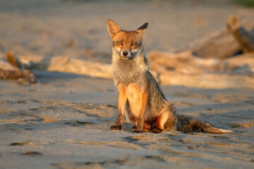 volpe sulla spiaggia