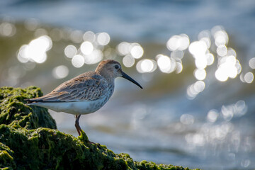 
sandpiper on the baltic sea, autumn, Latvia