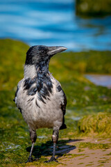 
hooded crow on the shore of the baltic sea, autumn, Latvia