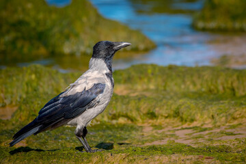 hooded crow on the shore of the baltic sea, autumn, Latvia