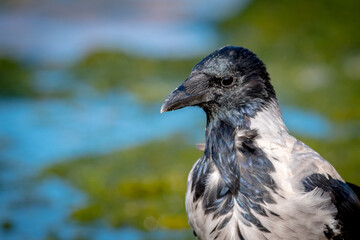 hooded crow on the shore of the baltic sea, autumn, Latvia