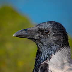 hooded crow on the shore of the baltic sea, autumn, Latvia